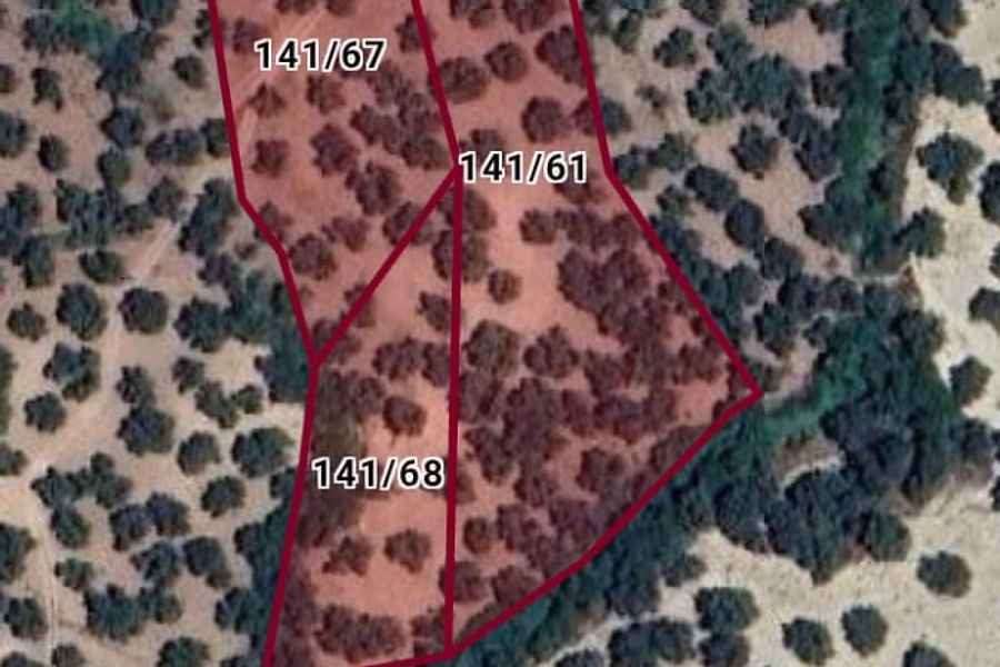 Ayvalık Mutlu köyde kaçırılmayacak fırsatta zeytinlik