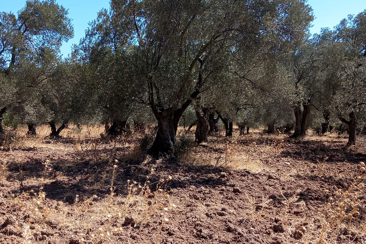 Ayvalık Mutlu köyde kaçırılmayacak fırsatta zeytinlik