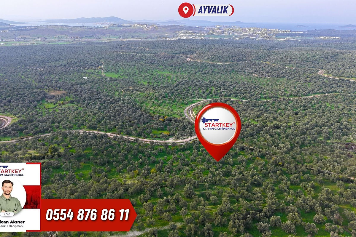 Ayvalık KazımKarabekir Kaçırılmayacak 42 Dönüm Zeytinlik