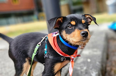 puppy3.JPG