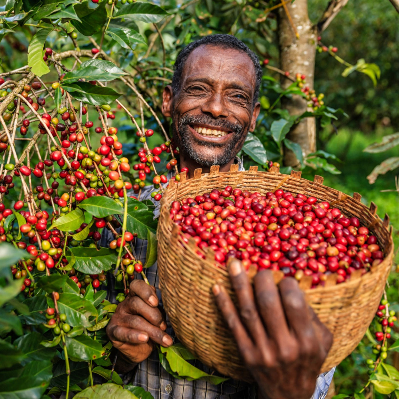 Ethiopia Yirgacheffe