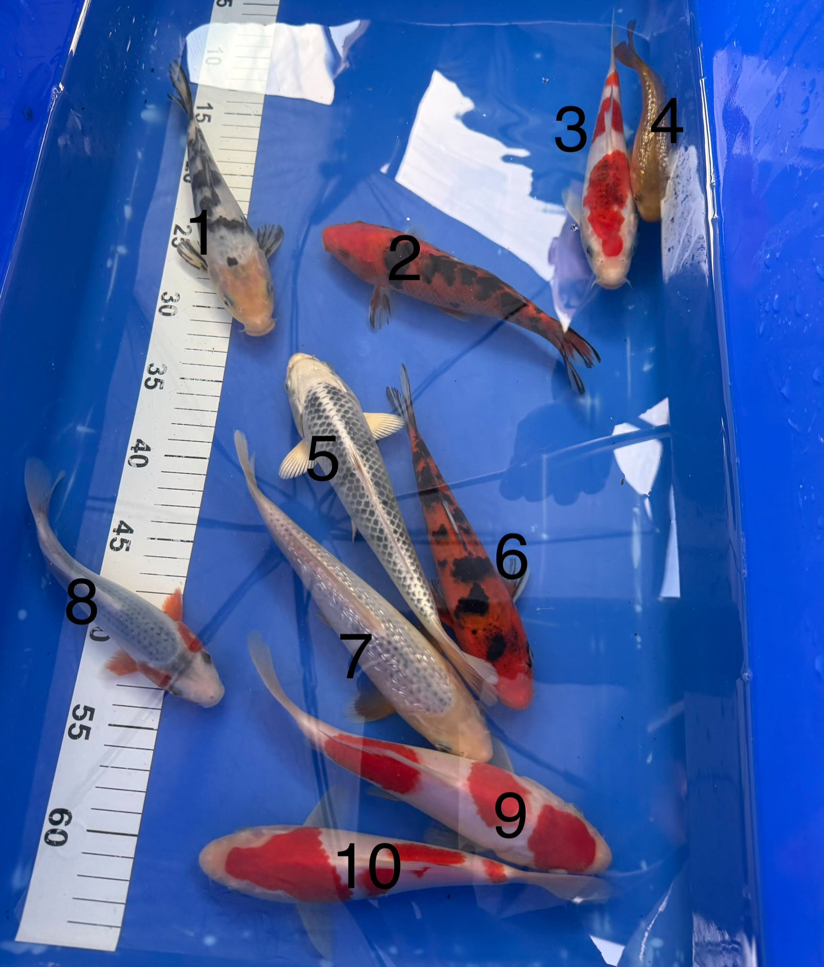 TOSAI HOSOKAI KOI FARM HQ