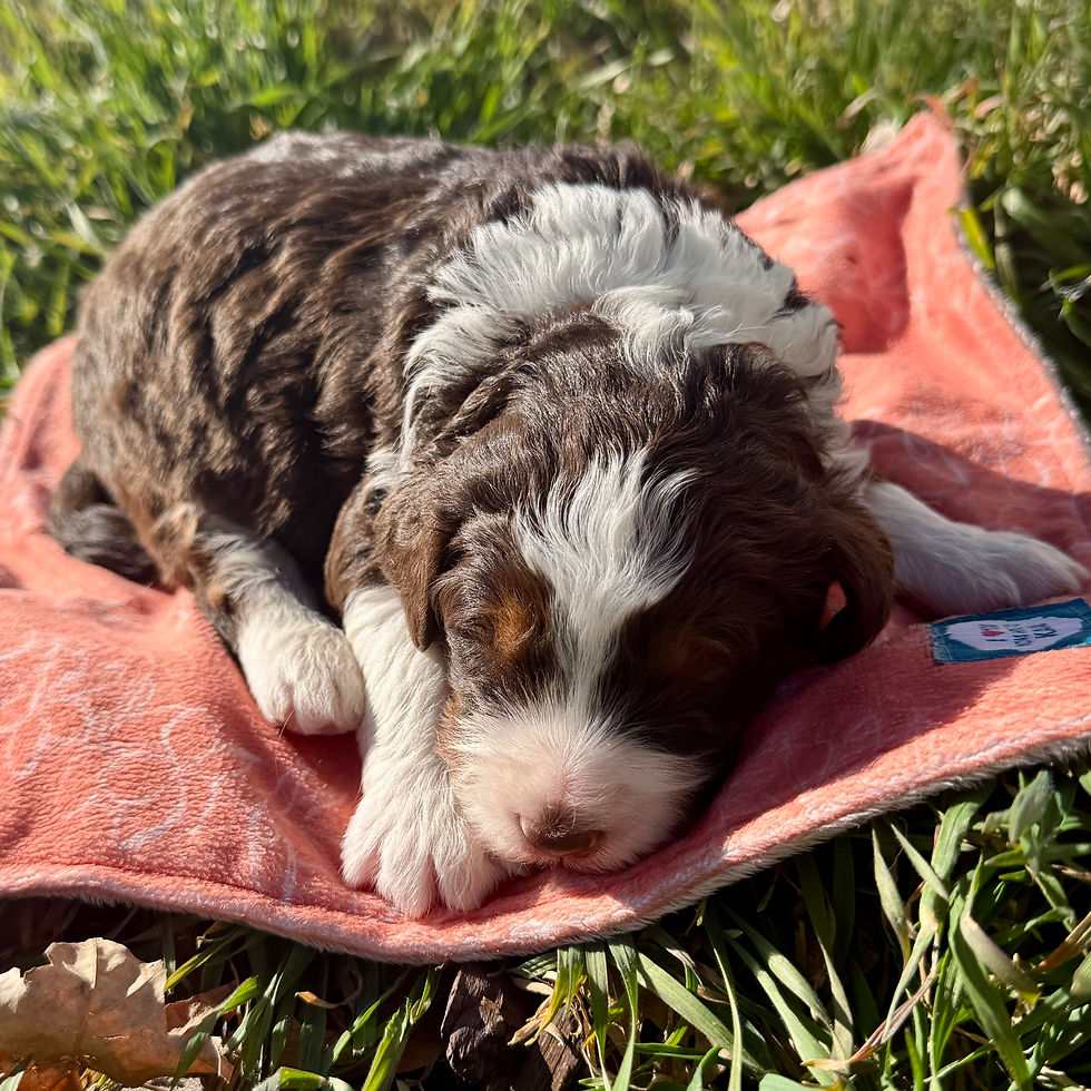 Brown tri-color Bernedoodle puppy 2 weeks old