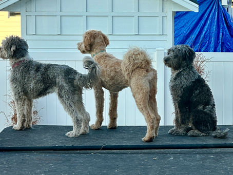 Why We Test: PennHIP and Our Commitment to Bernedoodle Health