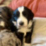 Black and white Bernedoodle on cream blanket