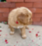 Mango the Chowadoodle, Bernedoodle and Chow cross puppy sitting on concrete with flower petals in Springville, Utah