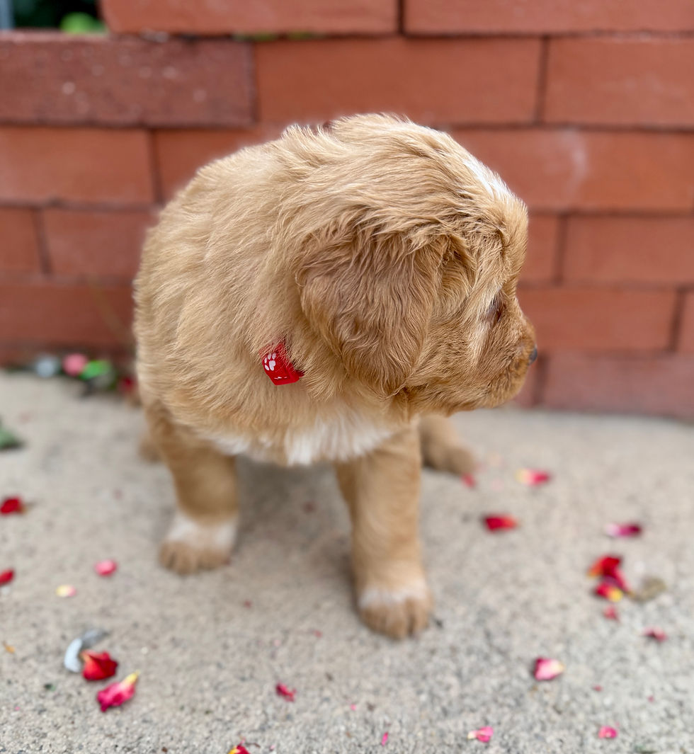 Mango the Chowadoodle, Bernedoodle and Chow cross puppy sitting on concrete with flower petals in Springville, Utah