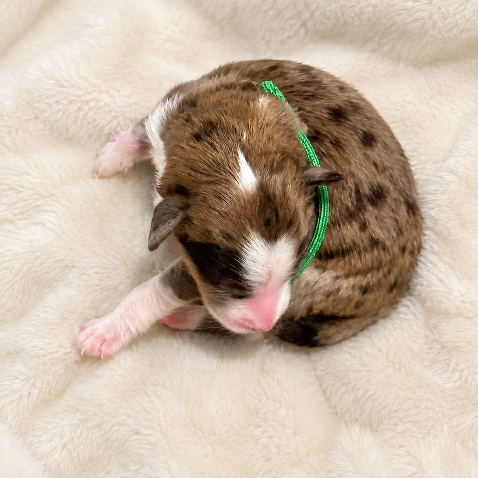Newborn chocolate merle Bernedoodle puppy with black spots