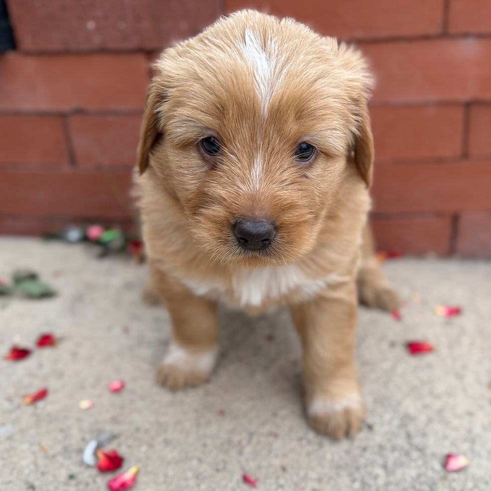Mango, red-collar male Bernedoodle Chow mix puppy with white blaze for sale in Springville, Utah
