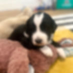 Black and white Bernedoodle puppy on stuffed bunny