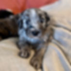Blue Merle Bernedoodle puppy on cream blanket