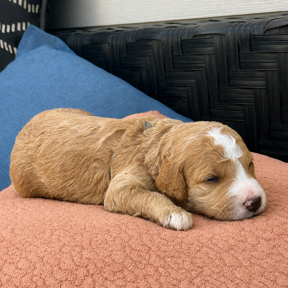 Sleepy red and white Bernedoodle puppy