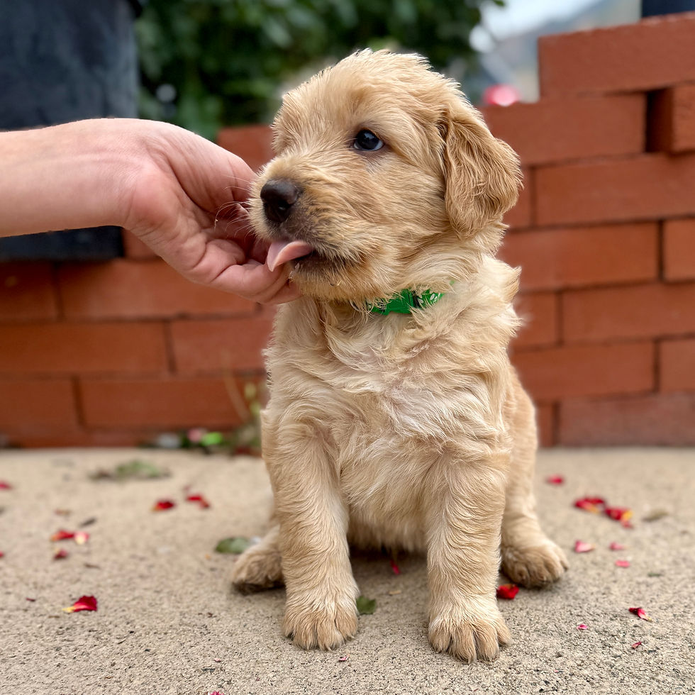 Buster the Chowadoodle, Bernedoodle × Chow crossbreed puppy licking hand in Springville, Utah
