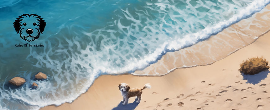 shellycya_a_view_of_a_beautiful_beach_from_20_feet_up_edited_edited_edited.jpg