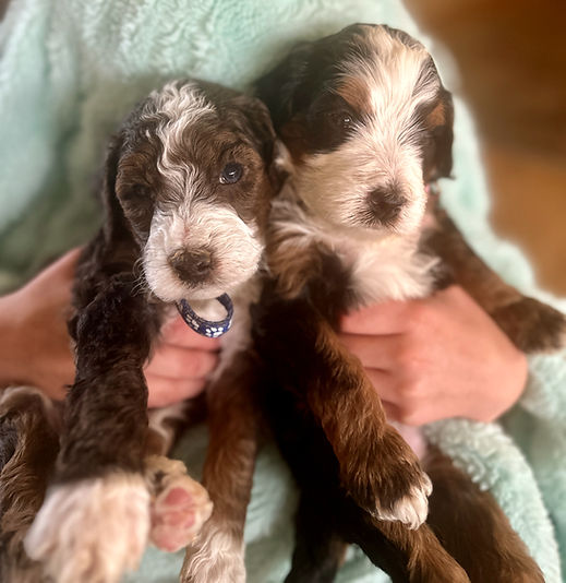 Two Bernedoodle puppies. One is brown with curly hair and one is black tri-color with wavy hair.