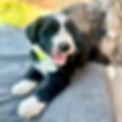 Fae tongue 4 weeks