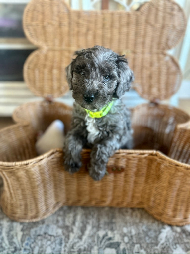 Brown merle Bernedoodle puppy in a bone wicker box.