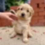 Buster the Chowadoodle, Bernedoodle × Chow crossbreed puppy raising paw in Springville, Utah