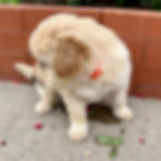 Cheddar the Chowadoodle, Bernedoodle × Chow crossbreed puppy looking to the side in Springville, Utah