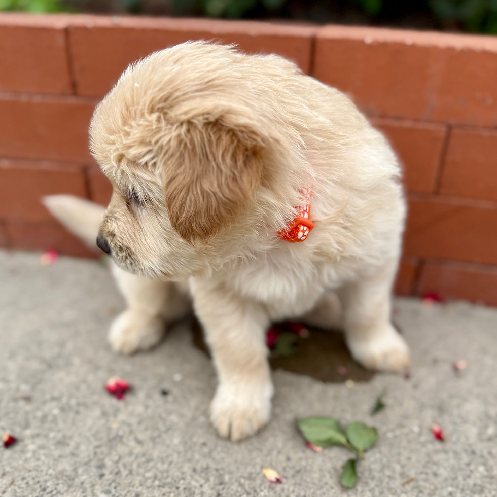 Cheddar the Chowadoodle, Bernedoodle × Chow crossbreed puppy looking to the side in Springville, Utah
