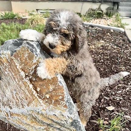 Merle Tri-Color Bernedoodle Puppy on Rock