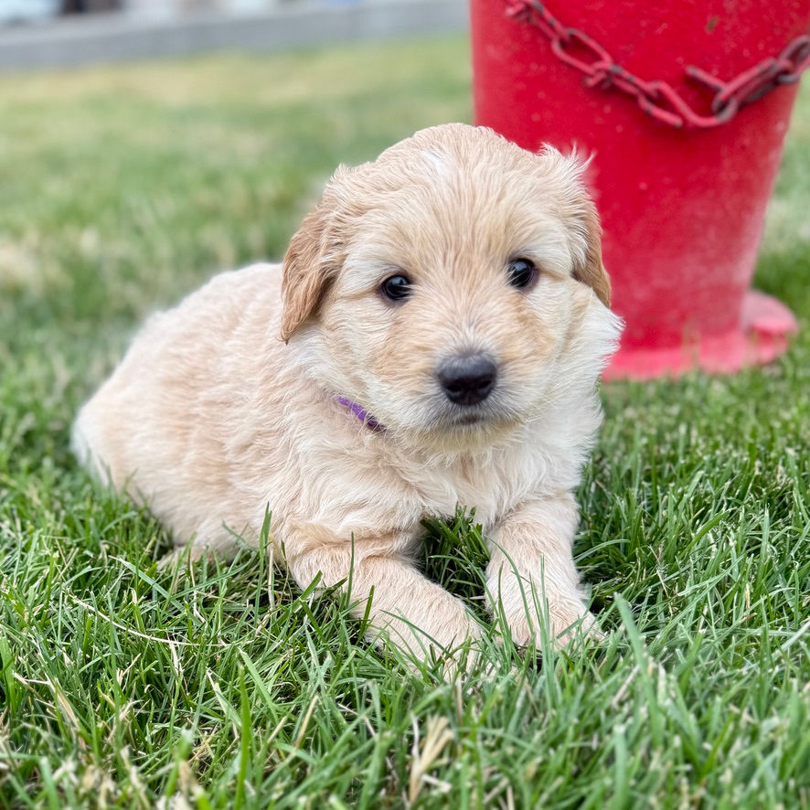 Blazey, purple-collar female Bernedoodle Chow mix puppy for sale in Springville, Utah