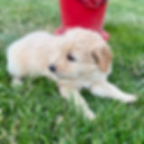 Blazey the Chowadoodle, Bernedoodle × Chow crossbreed puppy lying in grass in Springville, Utah