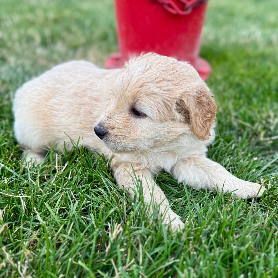Blazey the Chowadoodle, Bernedoodle × Chow crossbreed puppy lying in grass in Springville, Utah