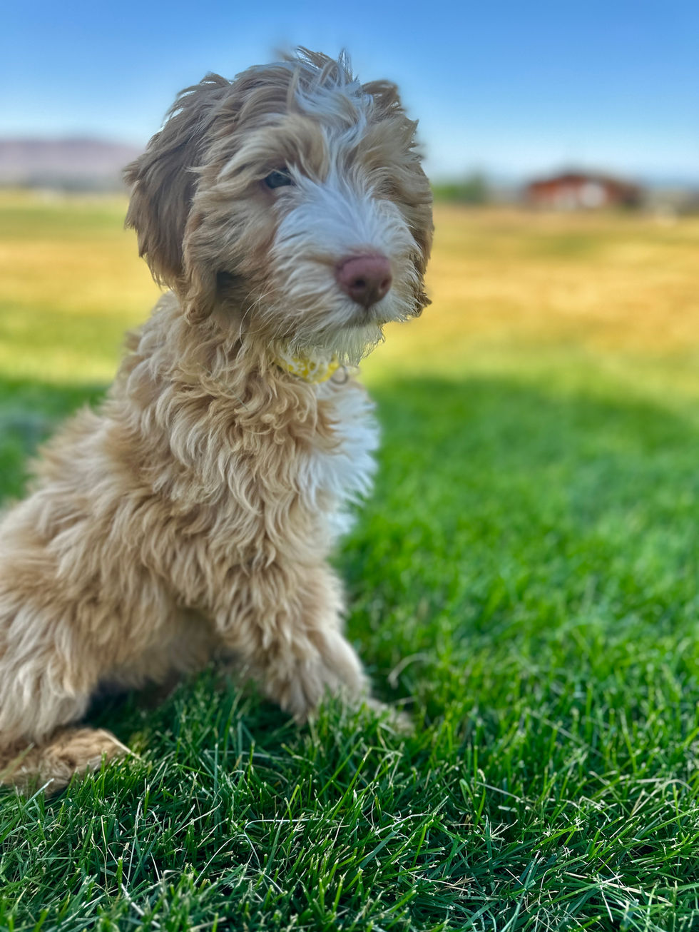 Red and white Bernedoodle puppy.
