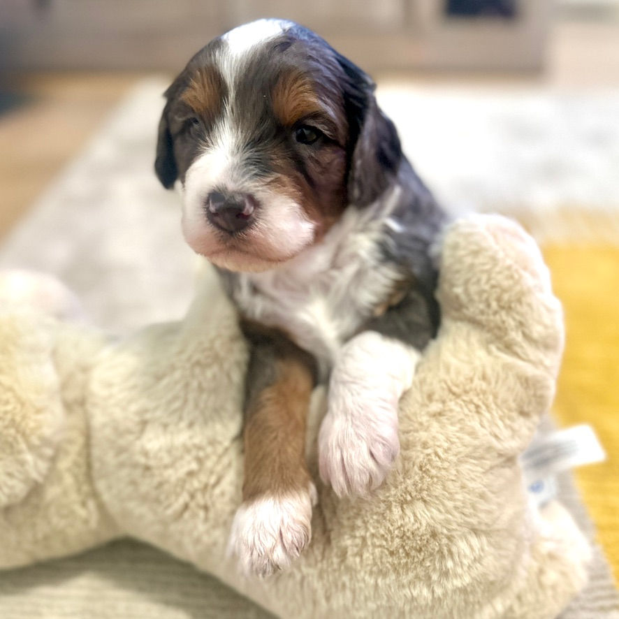Chocolate brown tri-color merle Bernedoodle puppy on stuffed bear