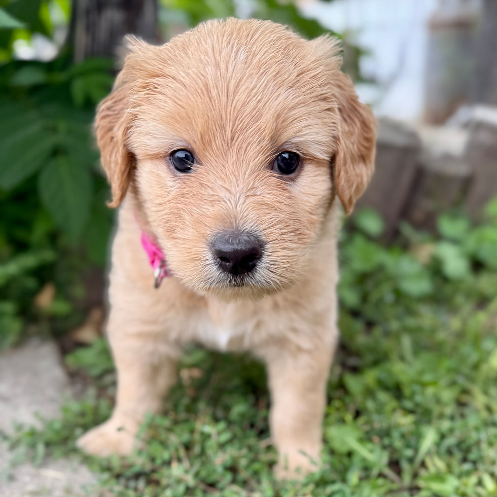 Penelope, pink-collar female Bernedoodle Chow mix puppy for sale in Springville, Utah
