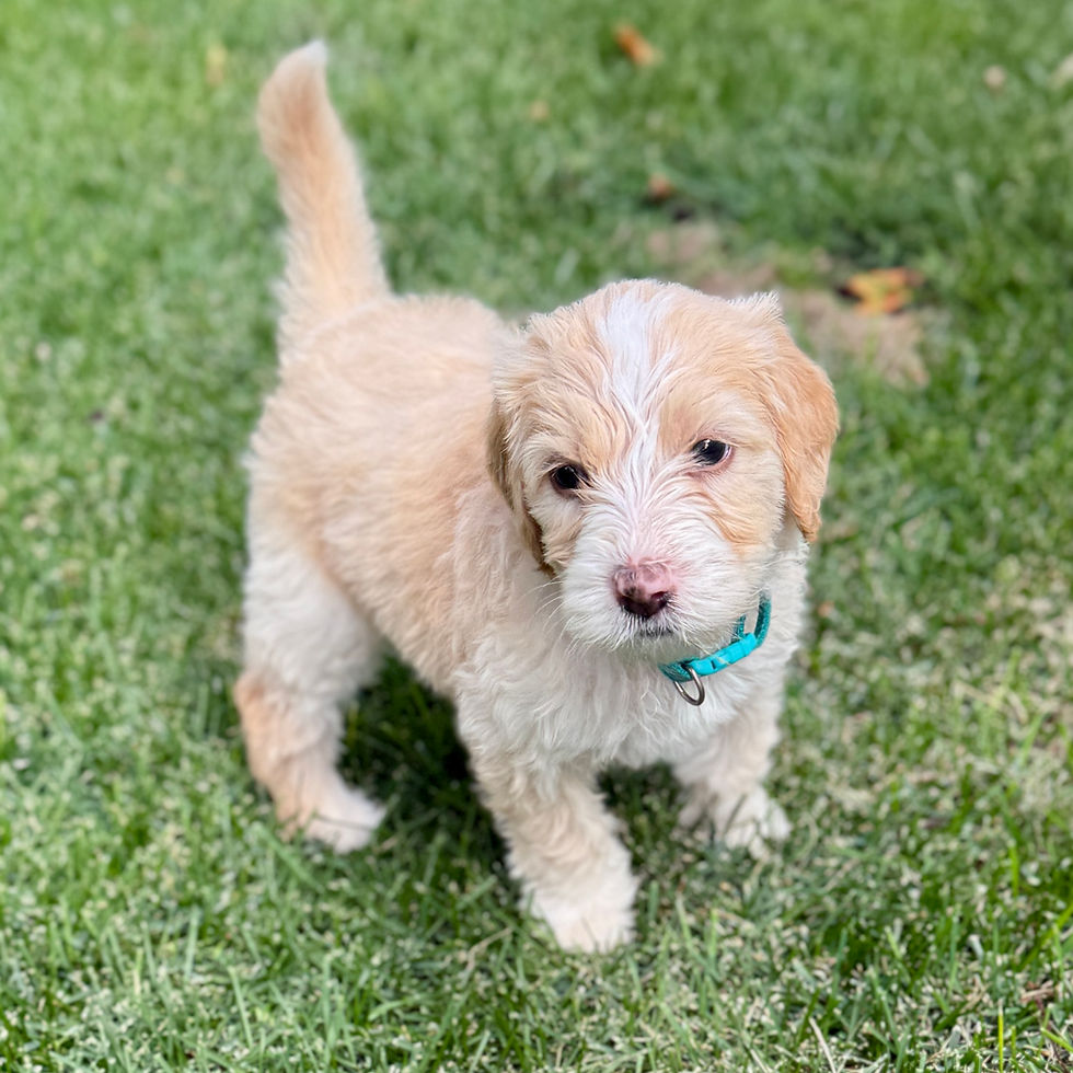 Light Red and White Bernedoodle Puppy on Grass