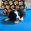 Thumbnail: Black and white Bernedoodle Puppy on blue table