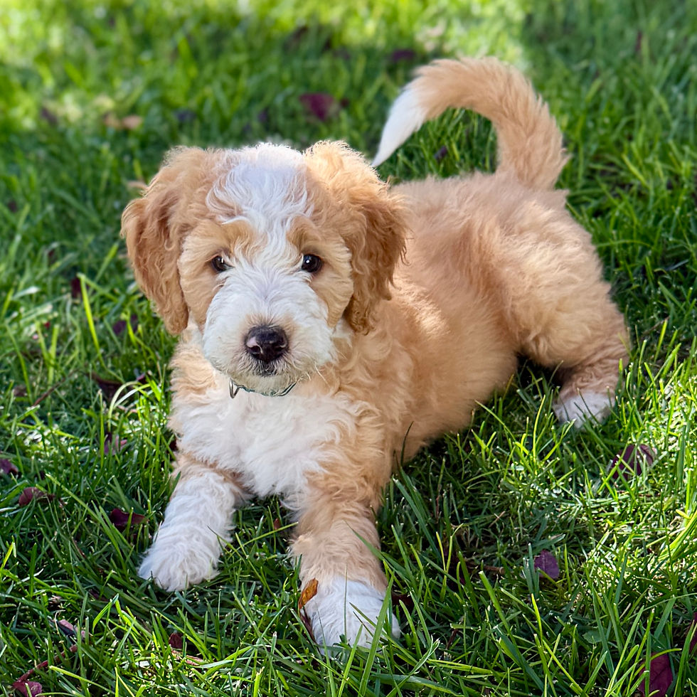 Wavy red and white Bernedoodle puppy
