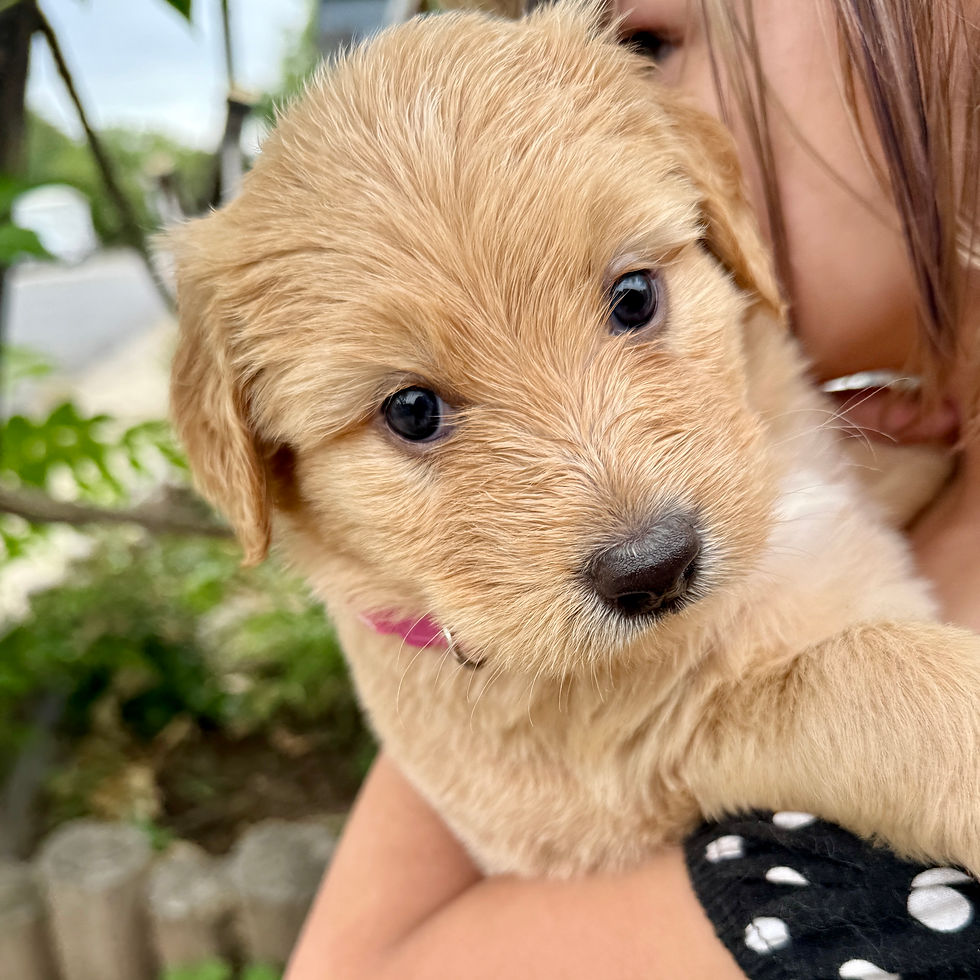 Penelope the Chowadoodle, Bernedoodle and Chow cross puppy being held outdoors in Springville, Utah