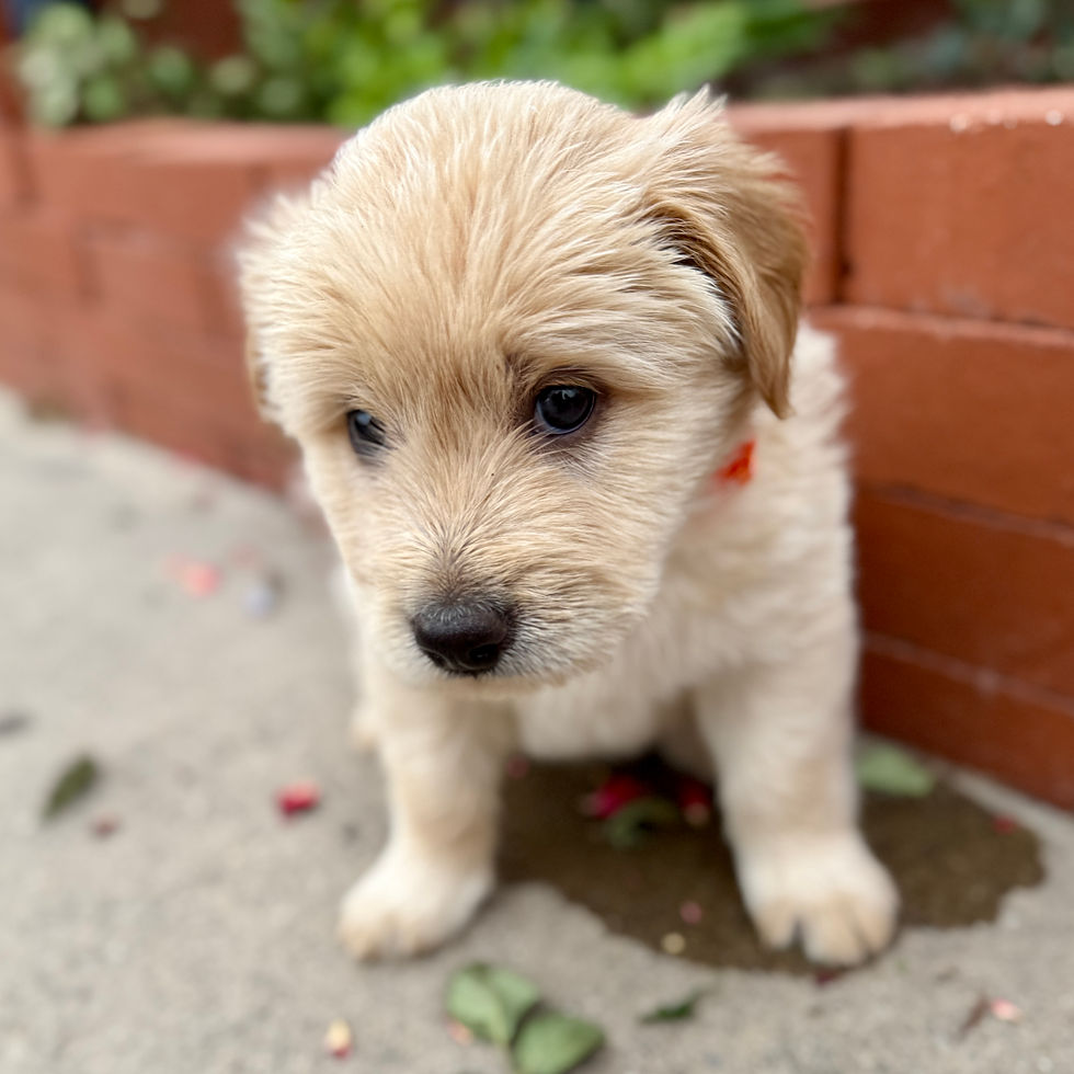 Cheddar, orange-collar male Bernedoodle Chow mix puppy for sale in Springville, Utah