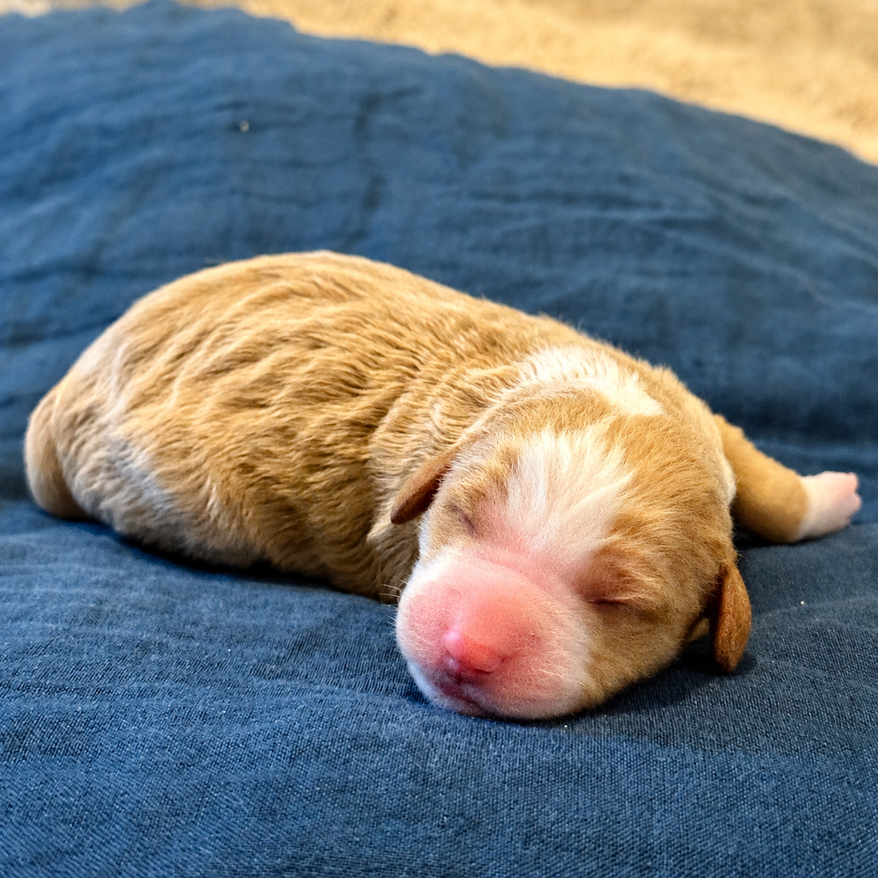 Newborn red and white Bernedoodle puppy on blue pillow