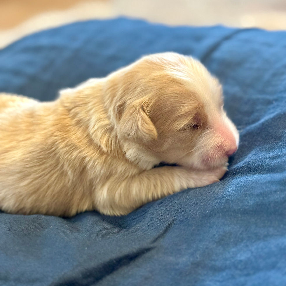 Cream Bernedoodle puppy on blue pillow