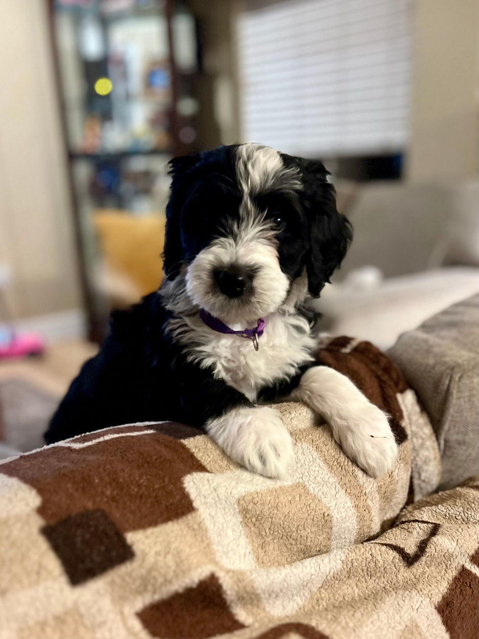 Black and white Bernedoodle puppy