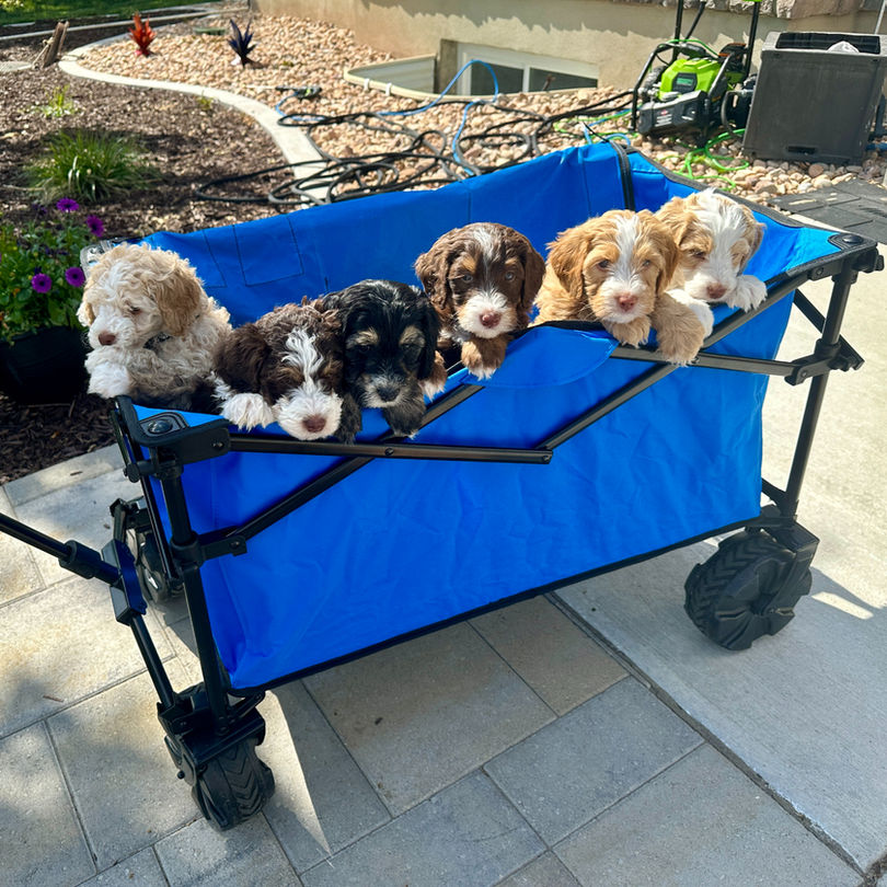Bernedoodle Puppies in a blue wagon