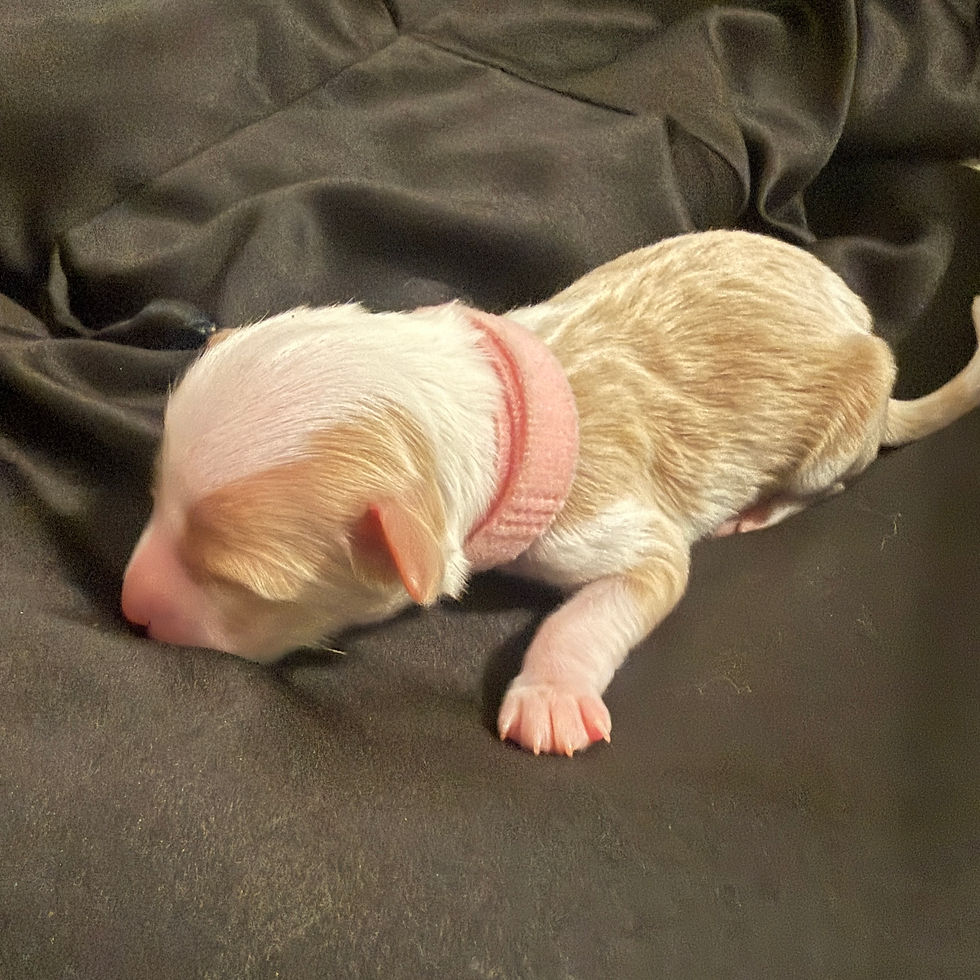 golden newborn bernedoodle puppy with pink collar