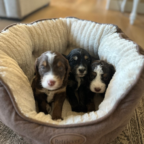 Three Bernedoodle puppies in a dog bed