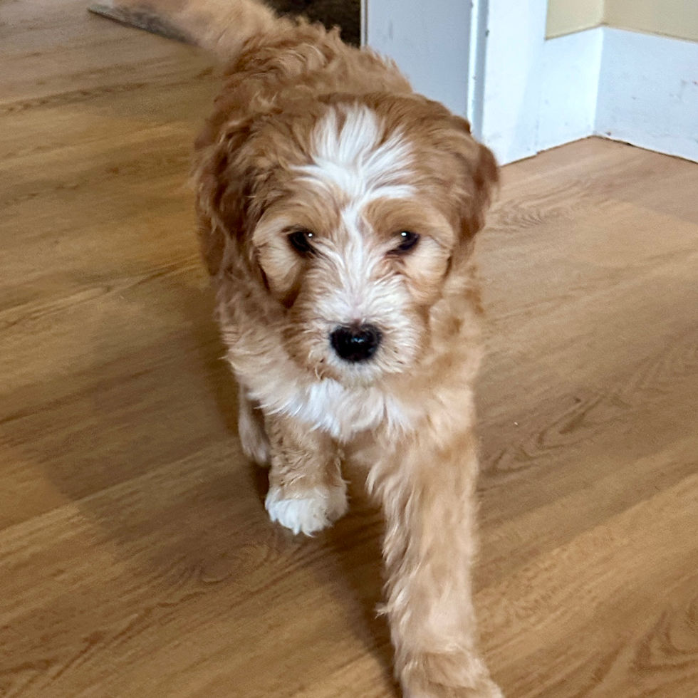 Golden Bernedoodle puppy