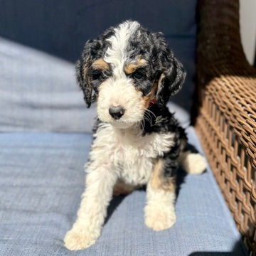 Black tri-color Bernedoodle puppy on blue chair