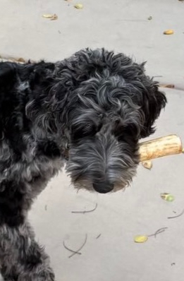 A Blue Merle Bernedoodle with a long muzzle