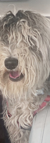 A really shaggy blue merle Bernedoodle