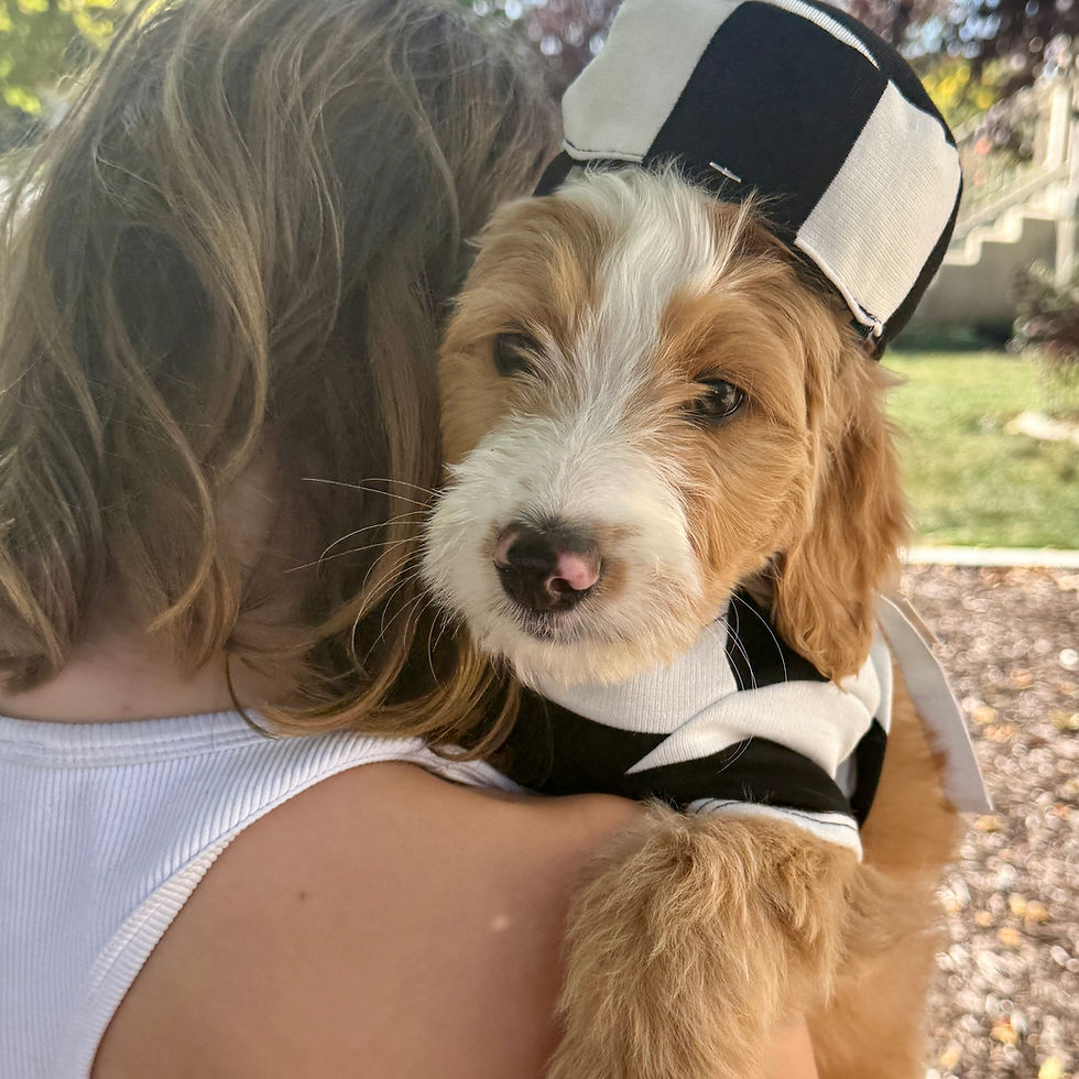 Red and White Bernedoodle dog wearing a prisoner halloween costume