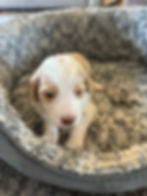 A white Bernedoodle in a dog bed