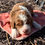 Thumbnail: Red and White Bernedoodle Puppy 2 weeks old