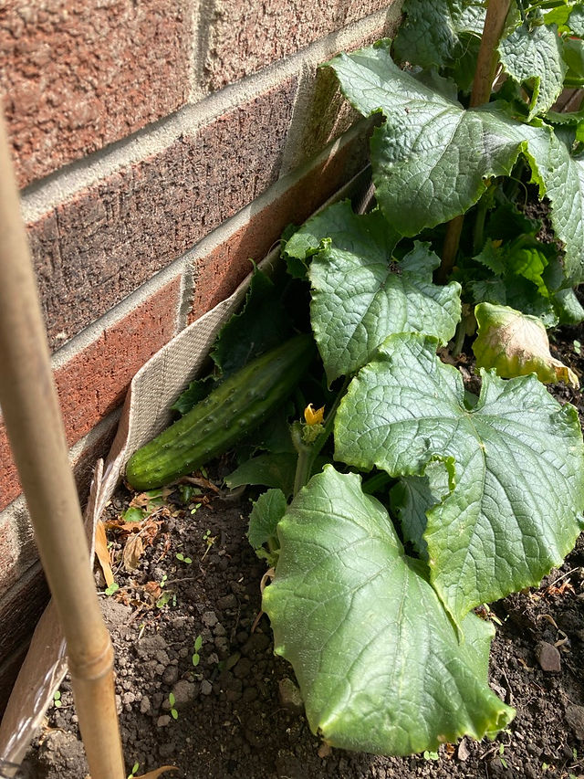 Cucumber looking good